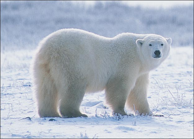 Endangered Polar Bear